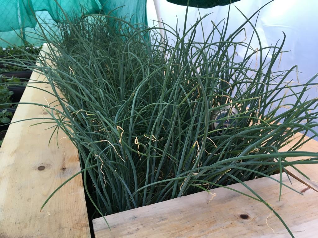 WES/DPS Green Onion