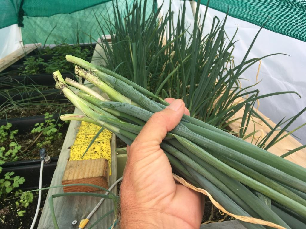 WES/DPS Harvested Green Onion