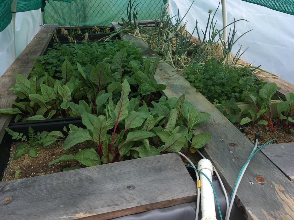 WES/DPS Swiss Chard