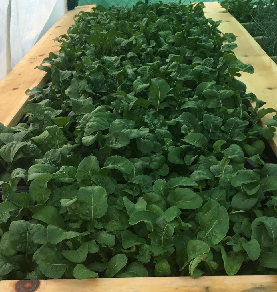 WES/DPS Arugula