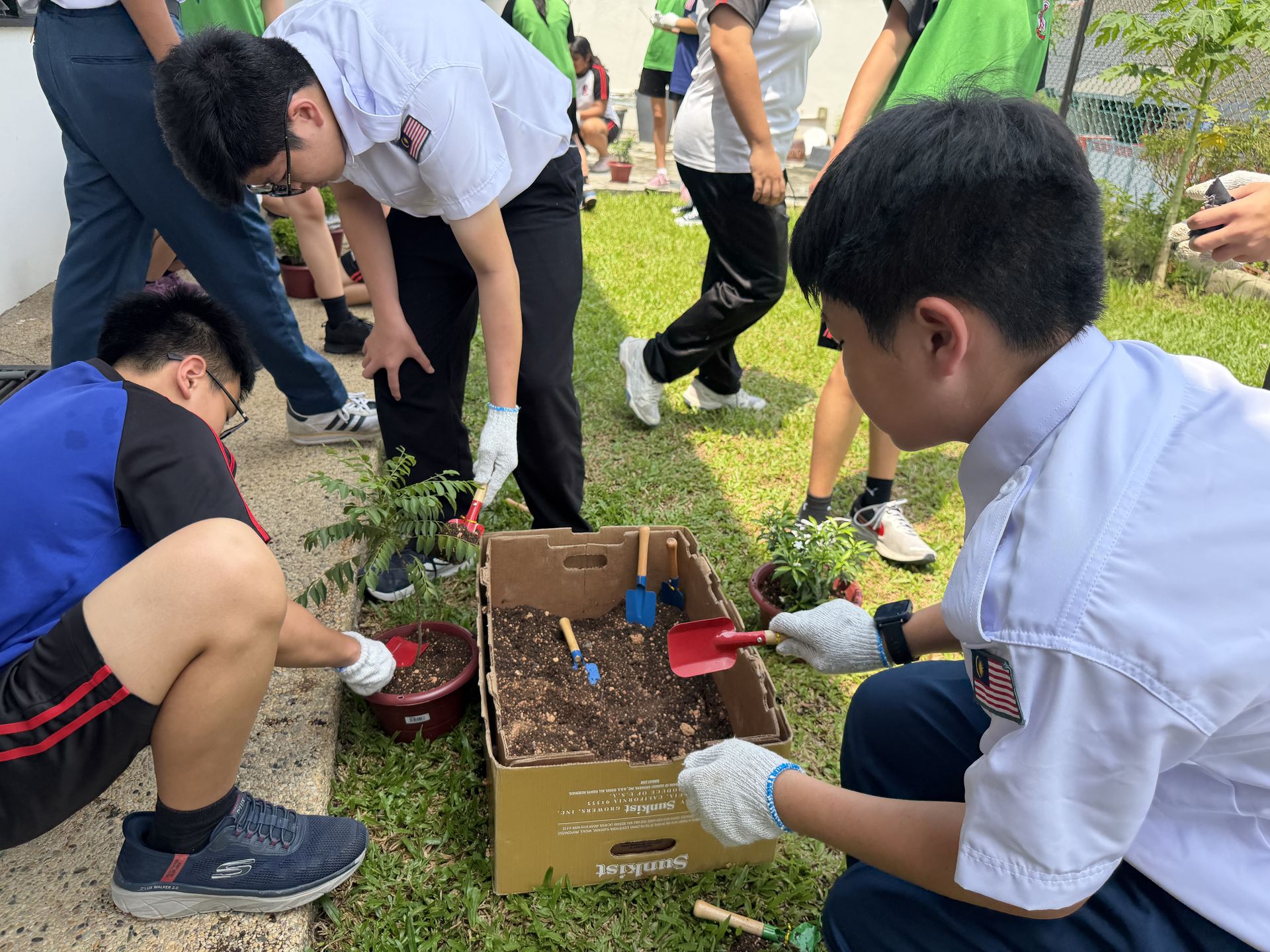 Students working together on a gardening activity, planting and caring for young plants in a school outdoor area.