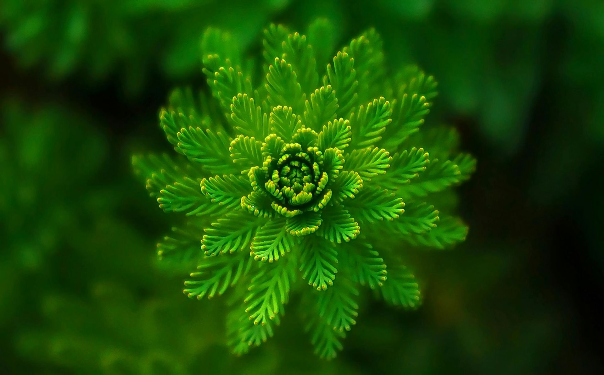 Vibrant green aquatic plant, with radial, feathery leaves. Dark background.