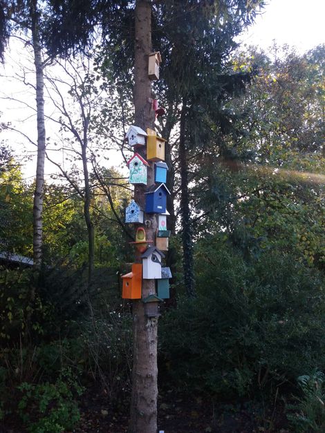 Meerdere kleurrijke vogelhuisjes bevestigd aan een boomstam in een bosrijk gebied.