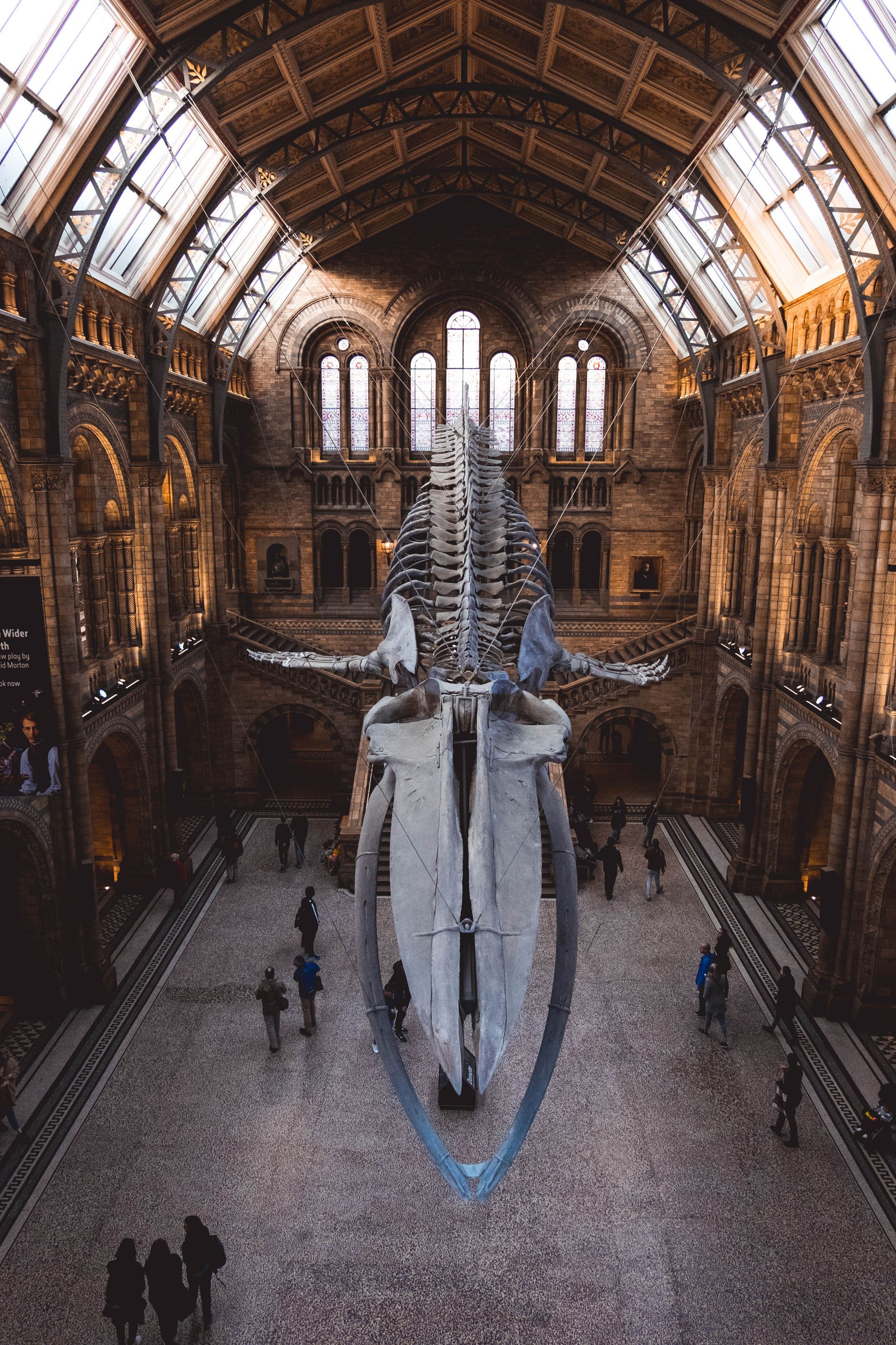 A large whale skeleton is displayed in a museum.