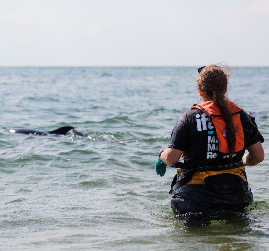 A woman is kneeling in the ocean looking at a dolphin