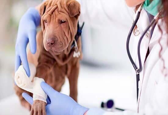 CONSULTORIO VETERINARIO DRS. ESCOBAR - PROFILaxis
