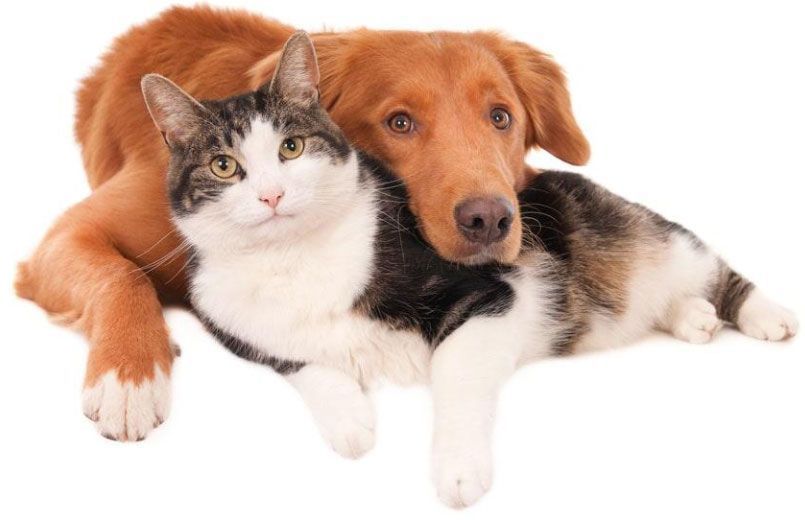 CONSULTORIO VETERINARIO DRS. ESCOBAR - HOSPITALIZACION