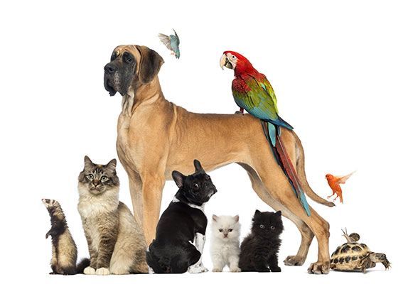 ATENDER TODOS LOS ANIMALES
