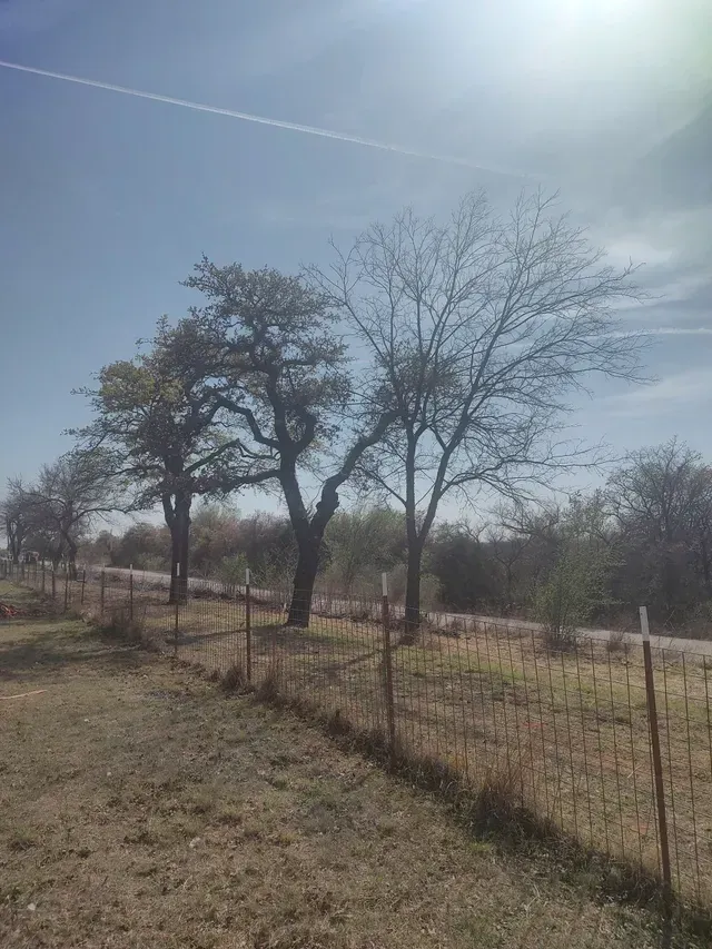 Dry grassy field with scattered trees and a wire fence under a bright blue sky