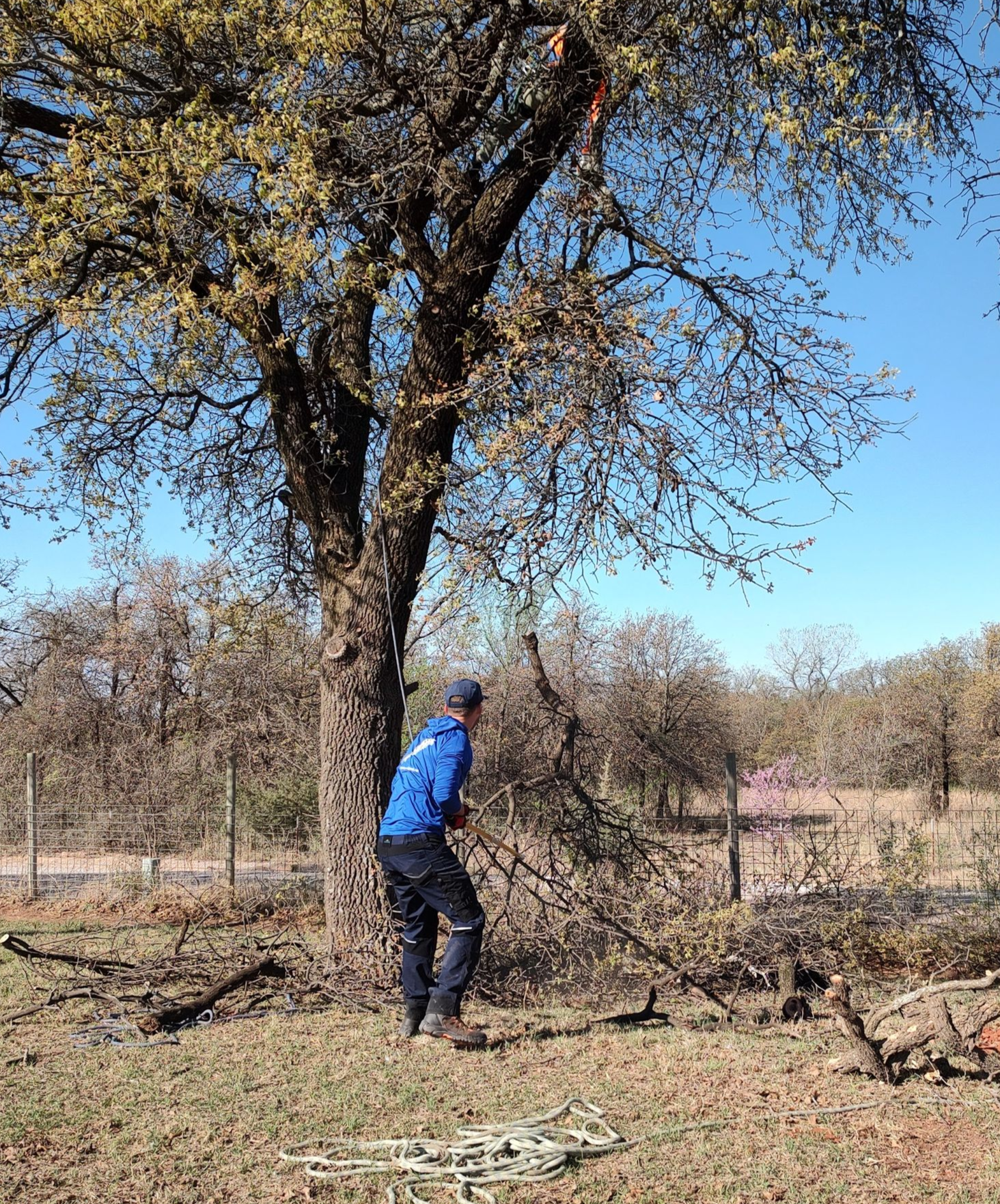 Person in blue jacket standing under a tree in a dry, grassy field under a clear blue sky