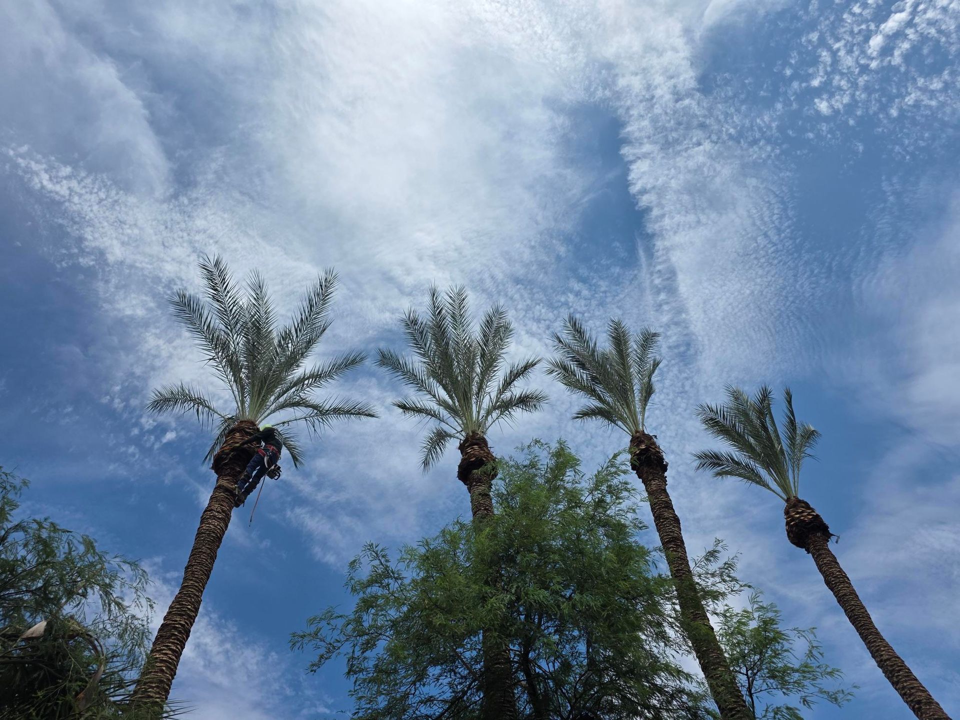 Tall palm trees against a bright blue sky with wispy clouds and a green tree below