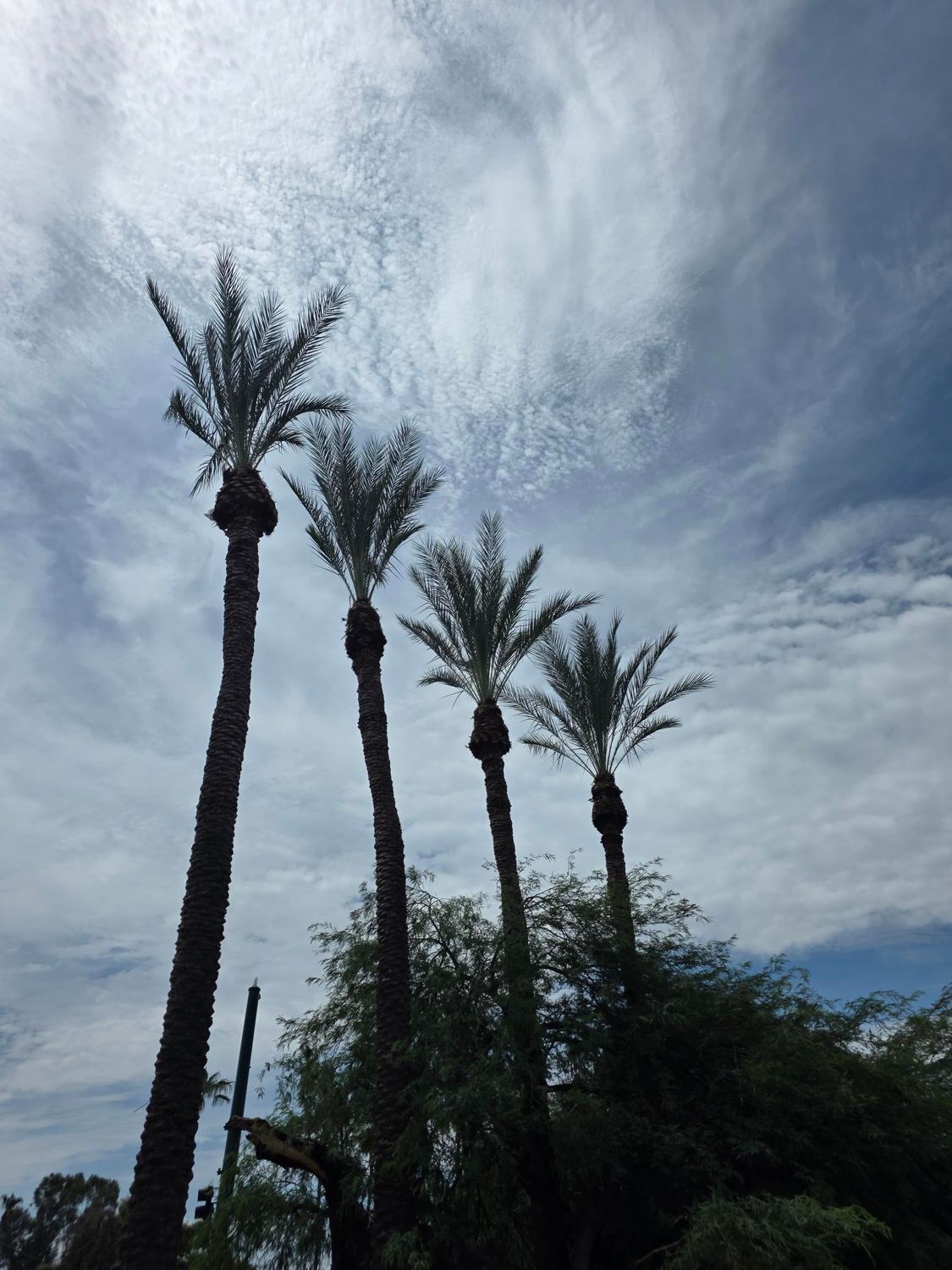 Tall palm trees against a cloudy blue sky, with dense greenery below.