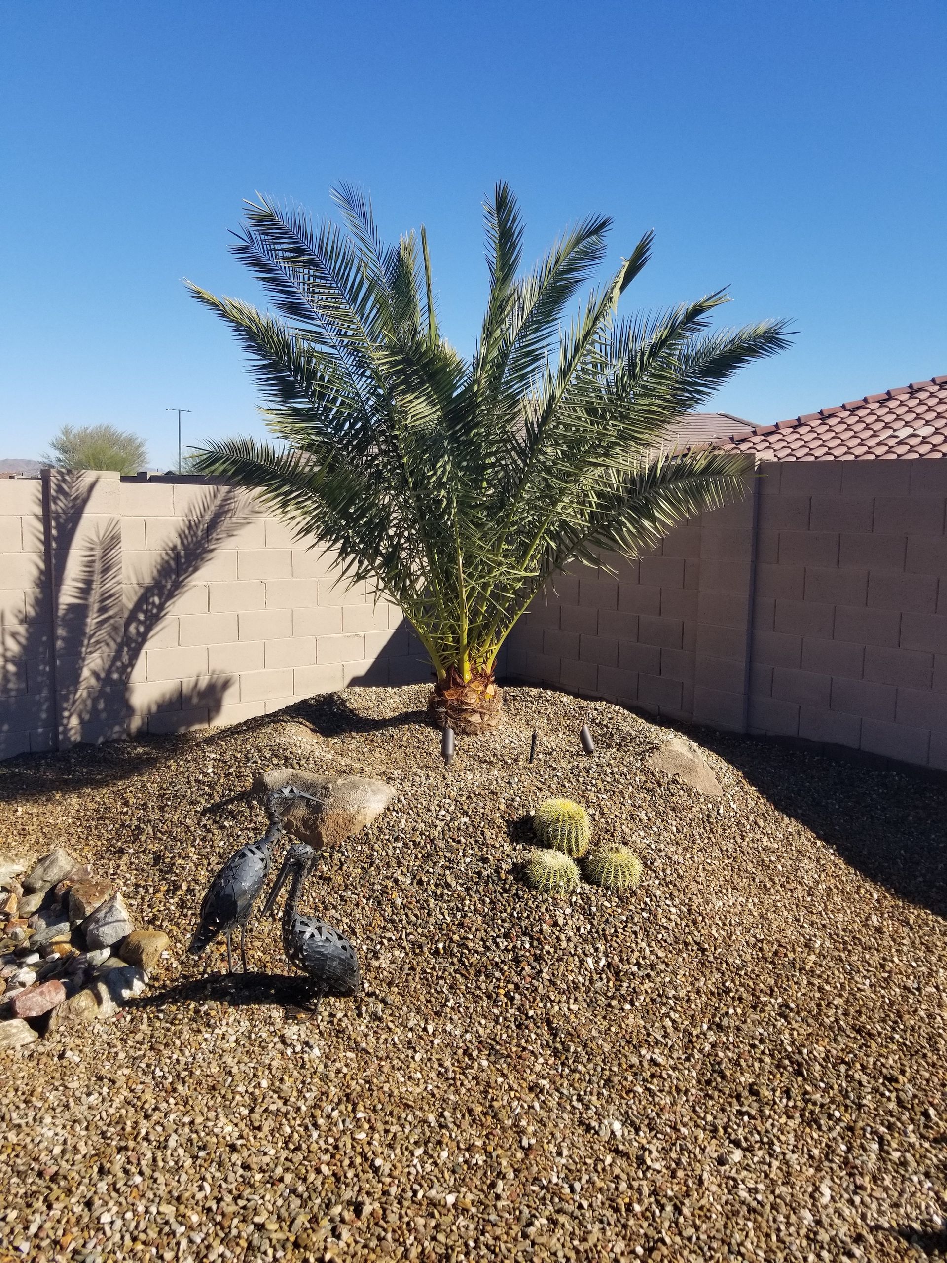 A palm tree is in the middle of a gravel area
