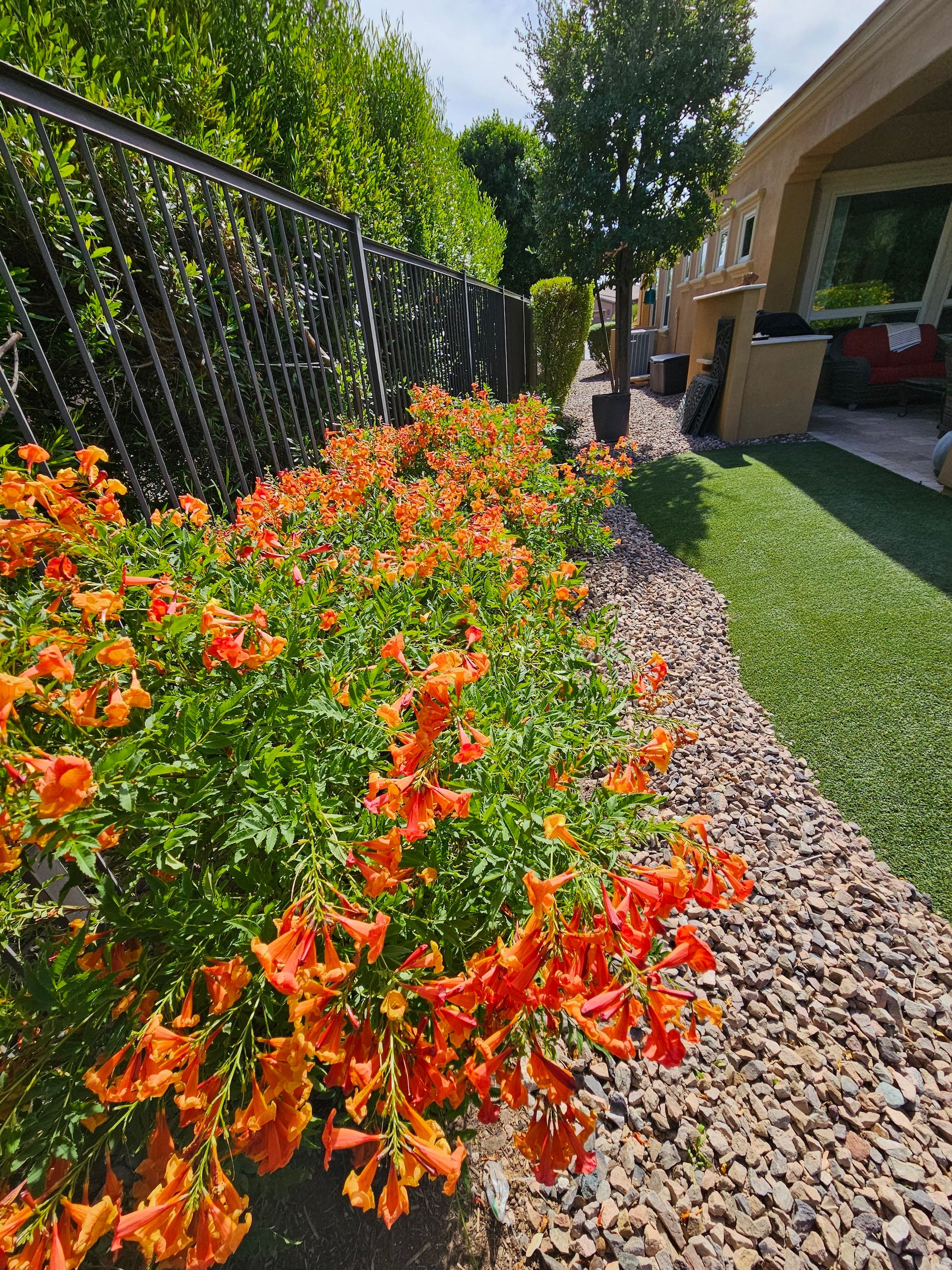 A row of orange flowers in a garden next to a fence
