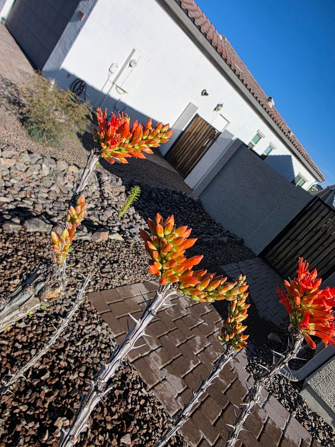 Three blooming ocotillo stalks with bright orange flowers grow in a desert yard in front of a white house.