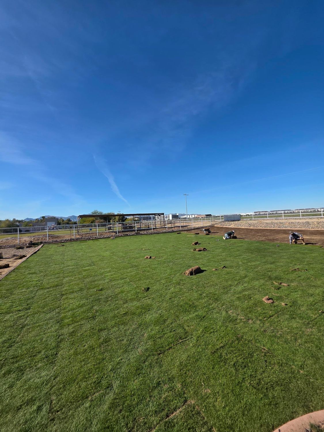 Workers install fresh green sod on a sunny day in an open, dry landscape.