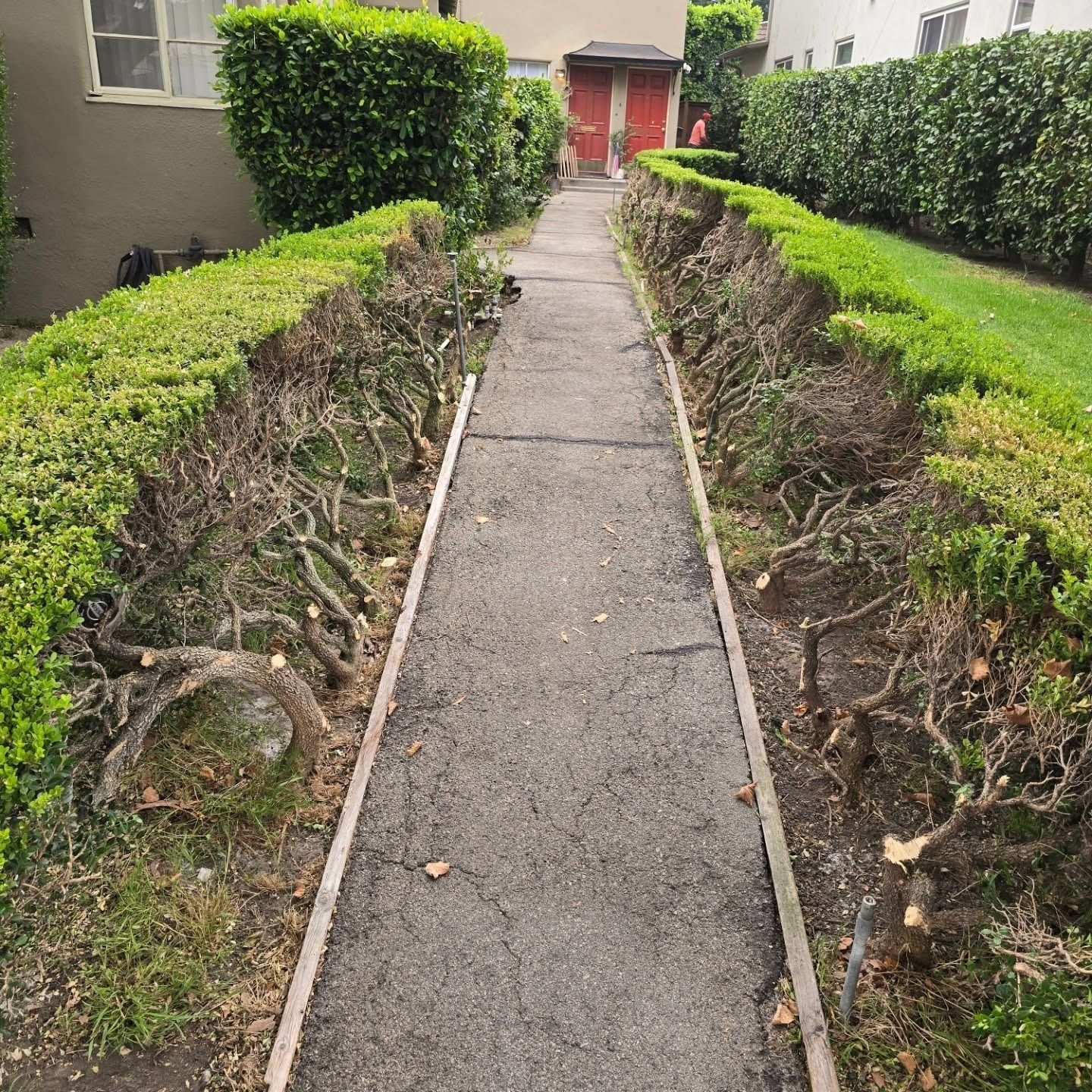 Narrow path flanked by trimmed hedges, leading to a red door in a residential setting.