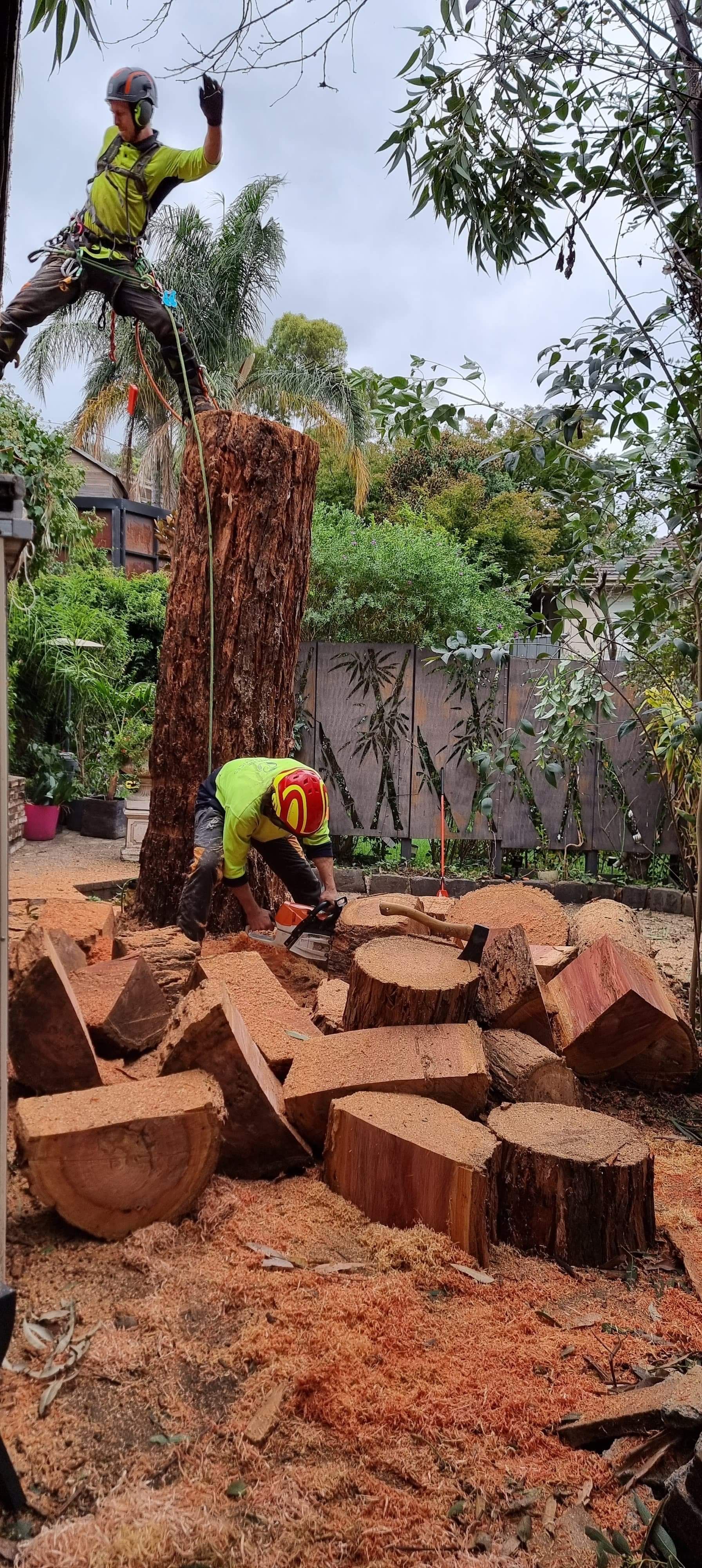 Arborist | Melbourne, VIC | Precise Tree Services