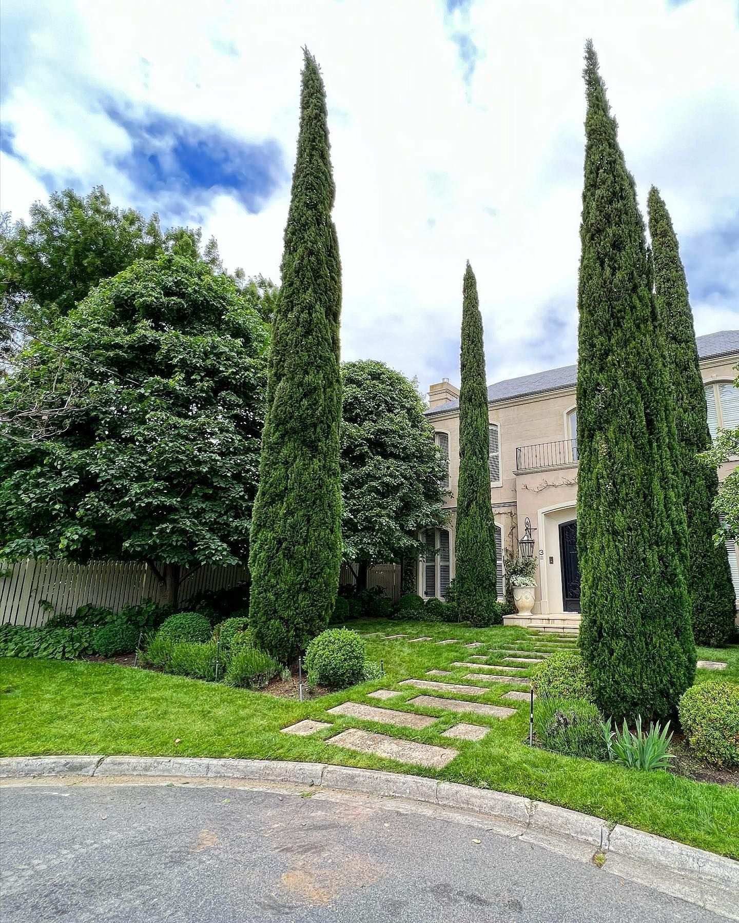 Trimmed Pine Trees — Melbourne, VIC — Precise Tree Services