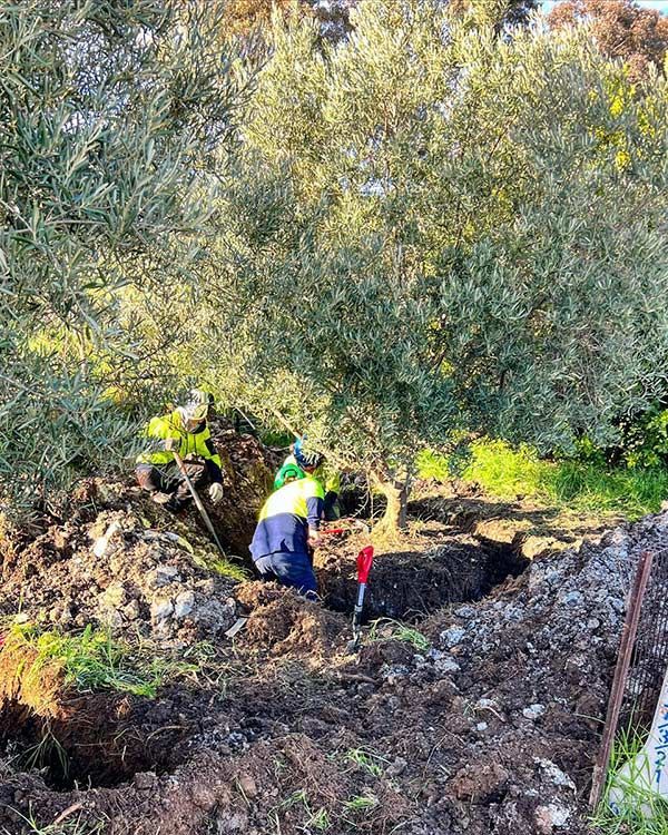Tree Transplanting — Melbourne, VIC — Precise Tree Services