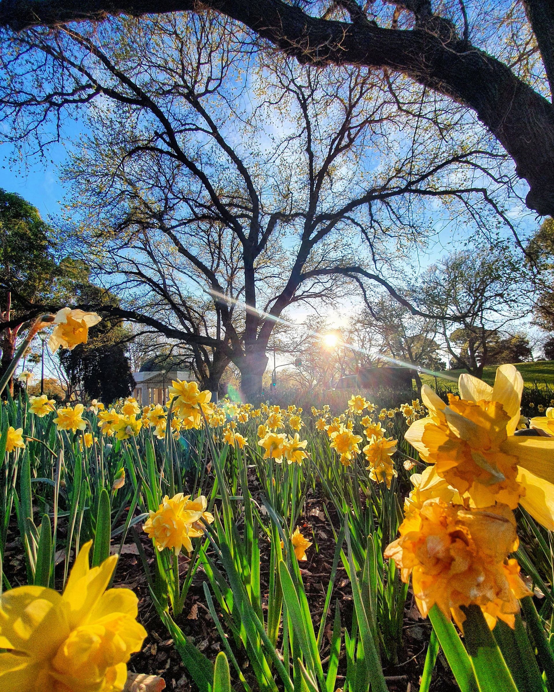 Sunny Yellow Blooms in Garden — Melbourne, VIC — Precise Tree Services