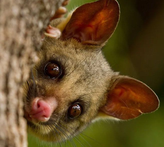Possum Banding and Management — Melbourne, VIC — Precise Tree Services