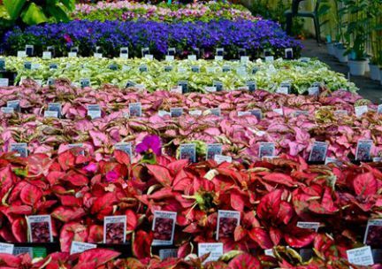 A bunch of flowers are sitting on top of each other