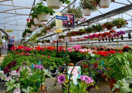 A greenhouse filled with lots of flowers and hanging baskets