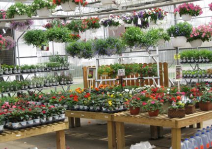 A greenhouse filled with lots of potted plants and hanging baskets.
