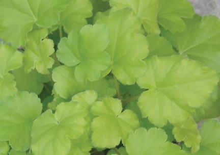 A close up of a plant with green leaves.