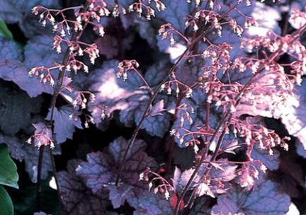 A plant with purple leaves and pink flowers