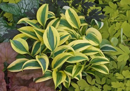 A plant with yellow and green leaves is surrounded by other plants.