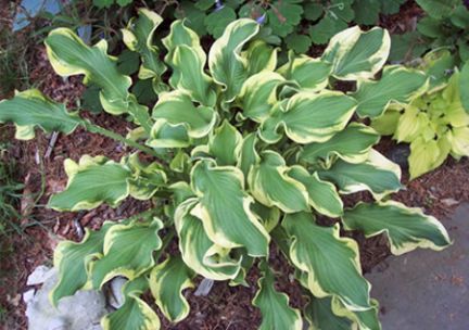 A close up of a plant with green and yellow leaves