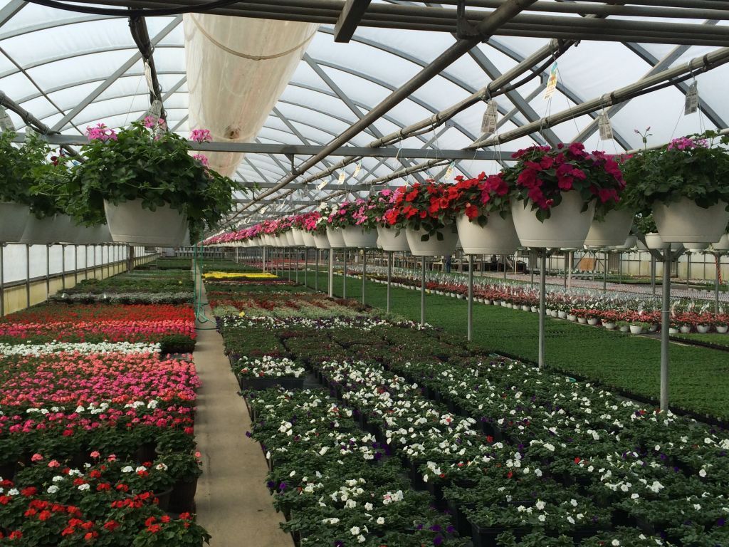 A greenhouse filled with lots of potted plants and hanging baskets of flowers.