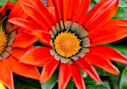 A close up of a red flower with a yellow center