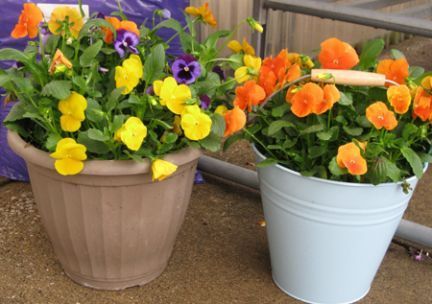 Two potted plants with yellow and orange flowers in them