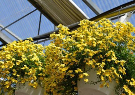 A bunch of yellow flowers hanging from the ceiling of a greenhouse