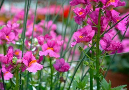 A bunch of pink flowers are growing in a garden.