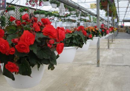 A greenhouse filled with hanging baskets of red flowers