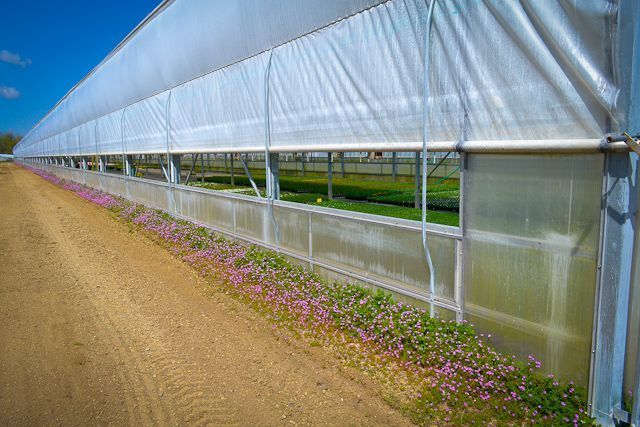 A greenhouse with flowers growing on the side of it next to a dirt road.