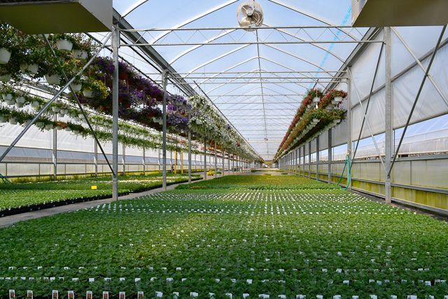A greenhouse filled with lots of plants and flowers.