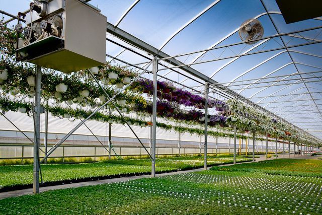 A greenhouse filled with lots of flowers and plants.