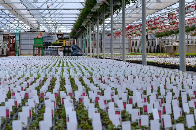 A greenhouse filled with lots of plants and flowers.