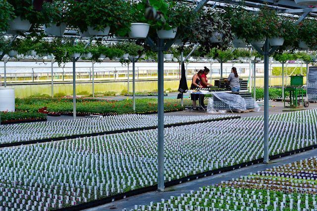 A group of people are working in a greenhouse filled with lots of potted plants.