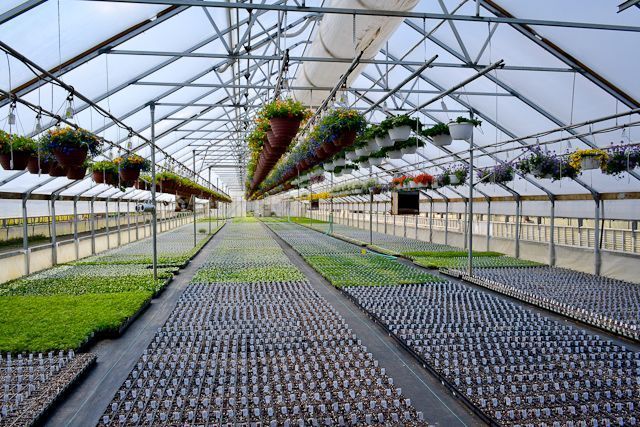 A greenhouse filled with lots of plants and hanging baskets.