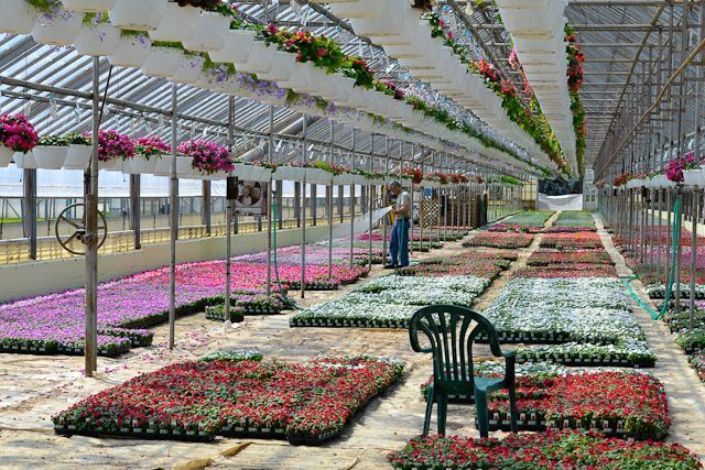 A greenhouse filled with lots of flowers and a chair.