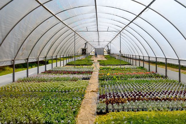 A greenhouse filled with lots of plants and flowers.