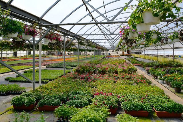 A greenhouse filled with lots of potted plants and hanging baskets.