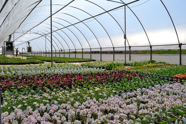A greenhouse filled with lots of flowers and plants
