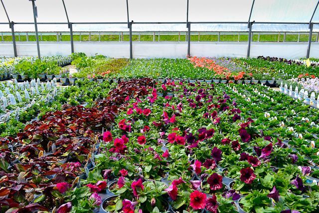 A greenhouse filled with lots of flowers and plants.